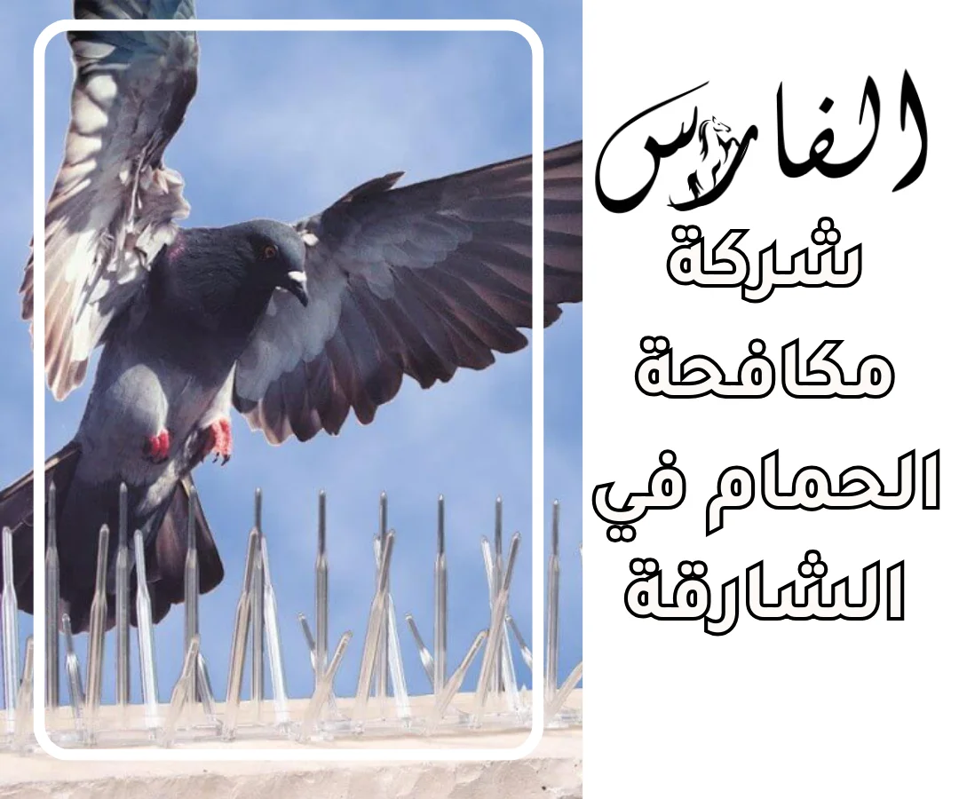 شركة مكافحة الحمام في الشارقة