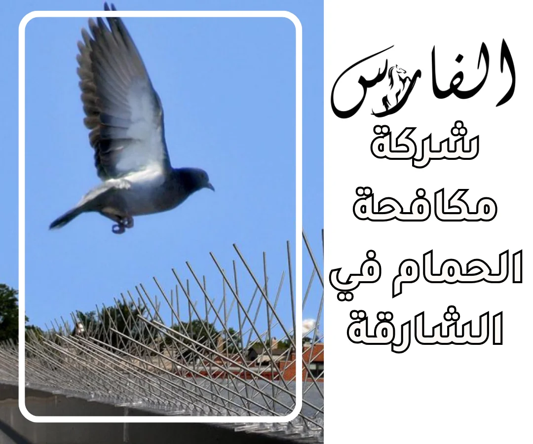 شركة مكافحة الحمام في الشارقة