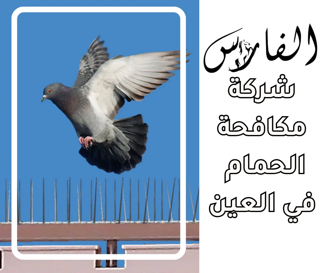 شركة مكافحة الحمام في العين