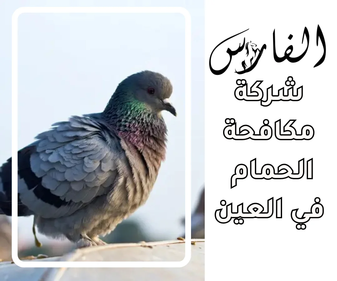 شركة مكافحة الحمام في العين