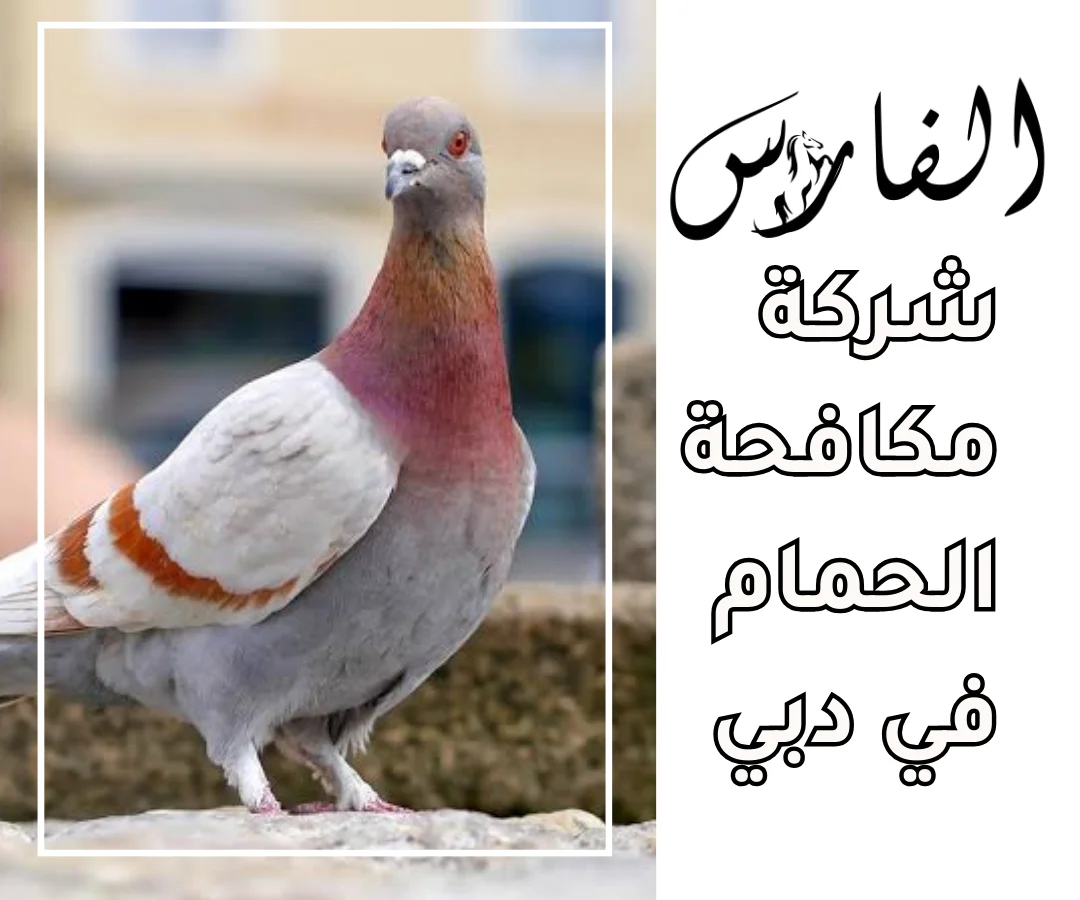 شركة مكافحة الحمام في دبي