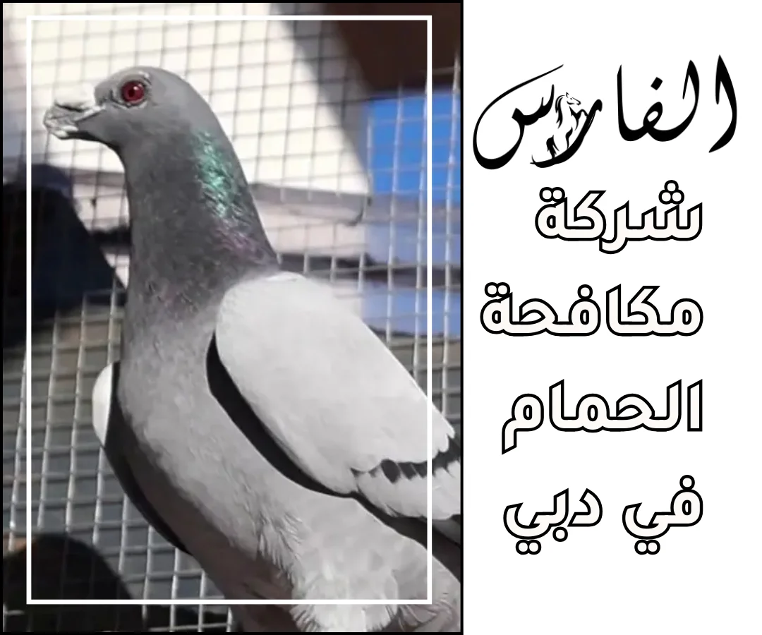 شركة مكافحة الحمام في دبي