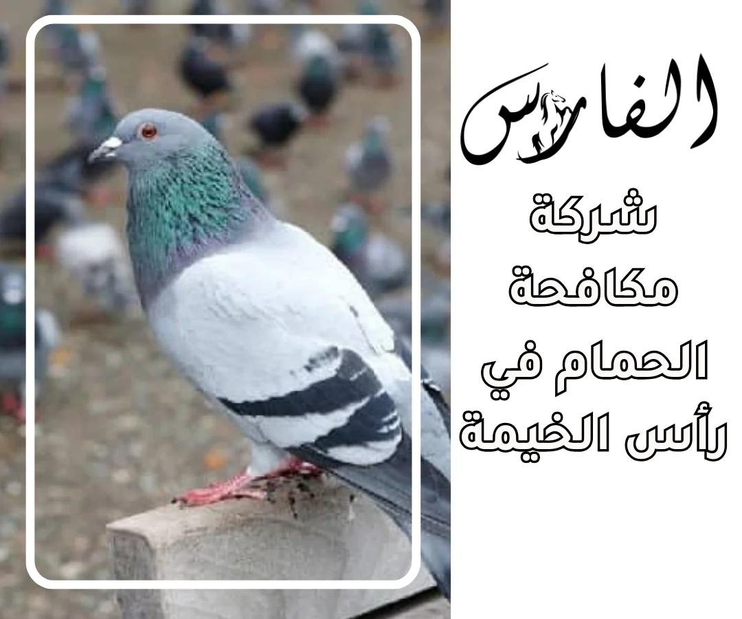 شركة مكافحة الحمام في رأس الخيمة