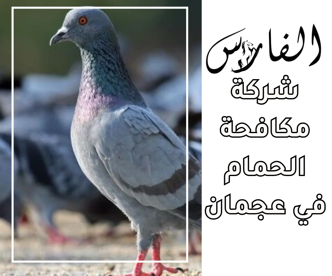 شركة مكافحة الحمام في عجمان