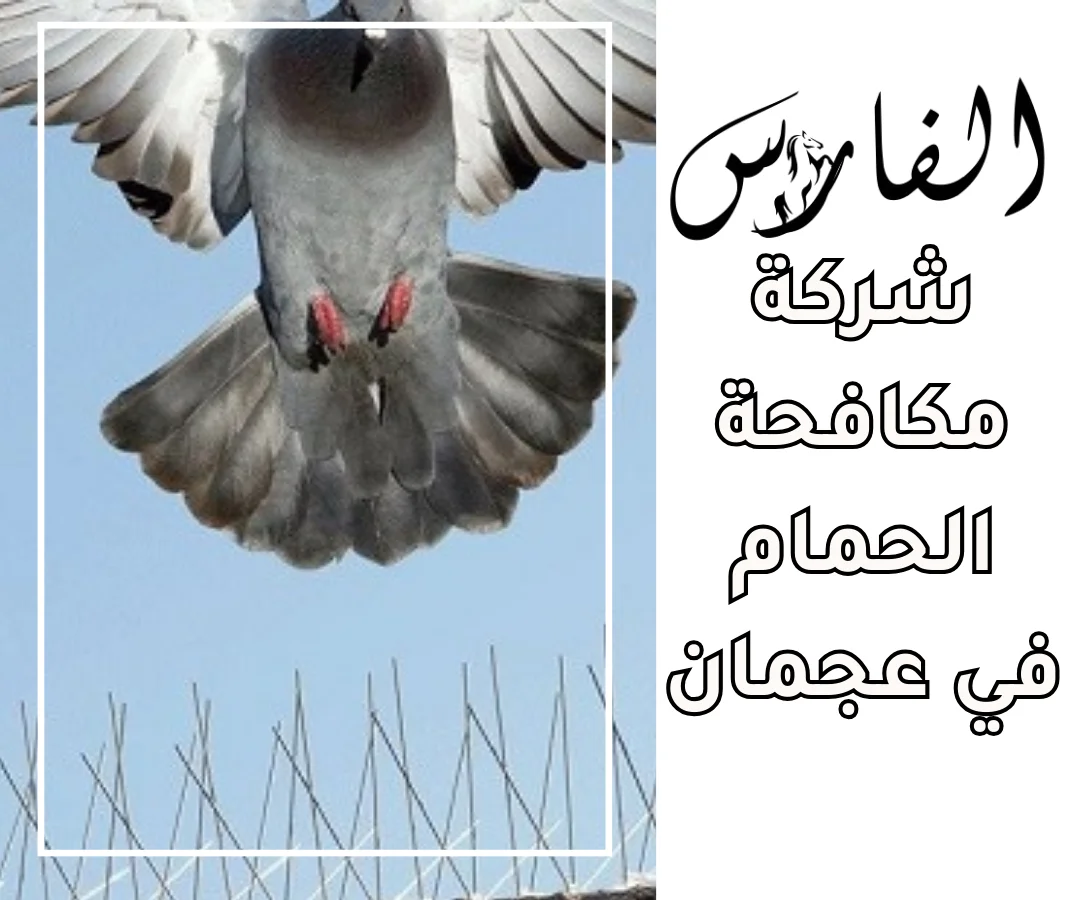 شركة مكافحة الحمام في عجمان