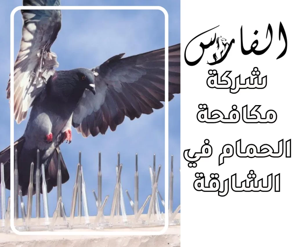 شركة مكافحة الحمام في الشارقة