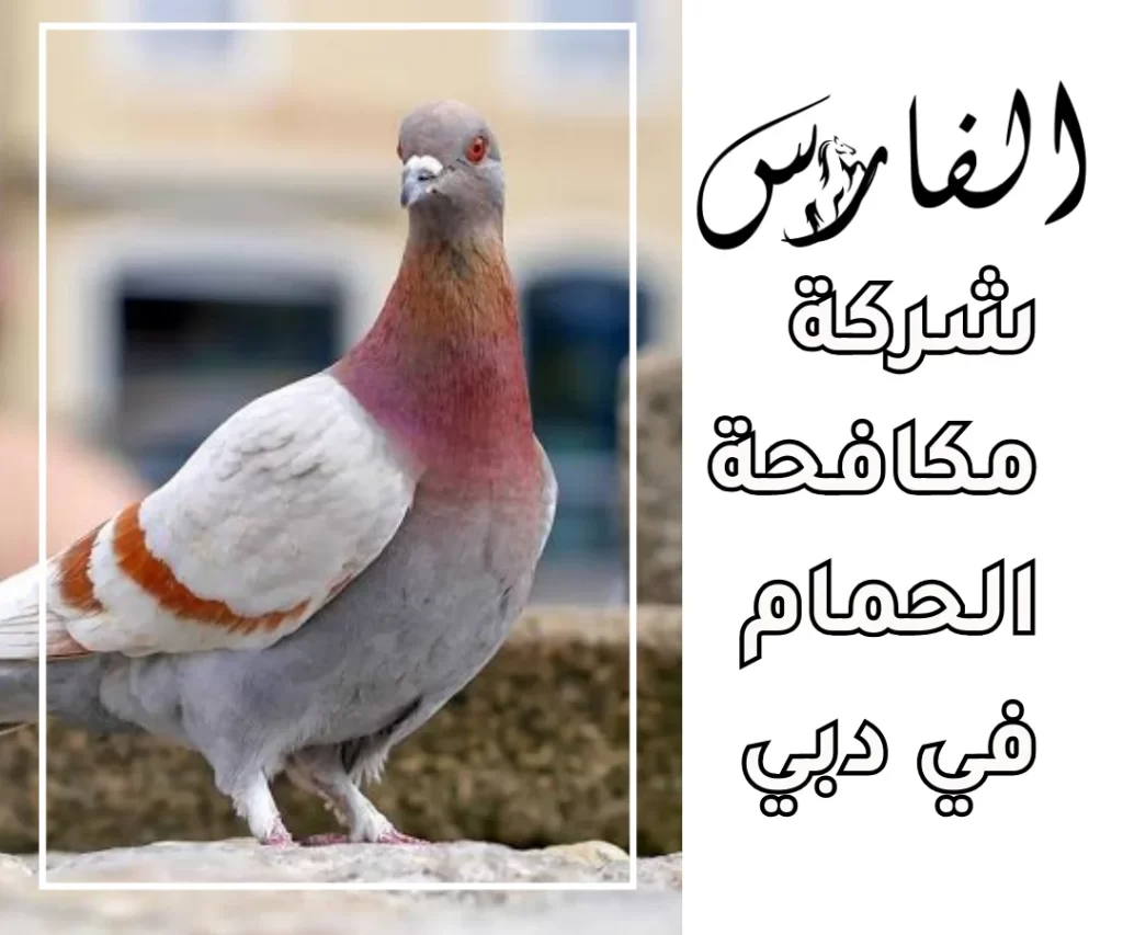 شركة مكافحة الحمام في دبي